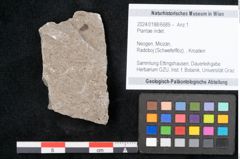 Foto (Objekt + Etikett) von Plantae indet.  (NHMW-GEO-2024-0188-6689)